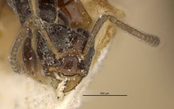 Media type: image;   Entomology 21321 Aspect: head frontal view